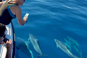 Maui: Dolphin Search and Island Voyage with Snacks