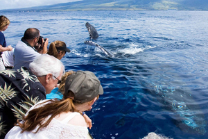 Maui: Tour ecologico per l'osservazione delle balene dal porto di Ma'alaea