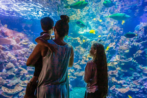Maui: Entry Ticket to Maui Ocean Center