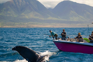 Maui: avistamiento de ballenas en grupo pequeño