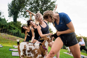 Yoga con cabras miniatura en Maui