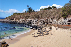 Maui: Halfway to Hana Black Sand Beach & Turtles Tour