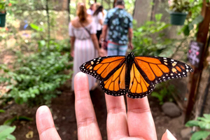 Maui: entrada interactiva a la granja de mariposas