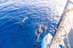 Maui: Escursione in barca per l'avvistamento dei delfini a Kaanapali con pranzo