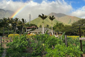 Maui: tour al atardecer por una granja de mangos con degustación y fotos