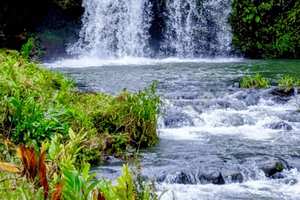 Maui: Recorrido turístico en grupo reducido por la carretera de Hāna