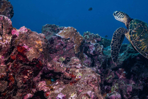 Maui: Hai- und Schildkröten-Tauchgang in kleiner Gruppe vom Ufer aus