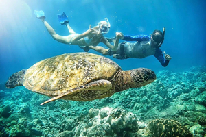 Maui: Turtle Town Snorkeling Tour meribiologin kanssa