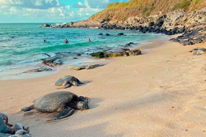 Tortues de mer, cascades et saveurs de Hana à Maui