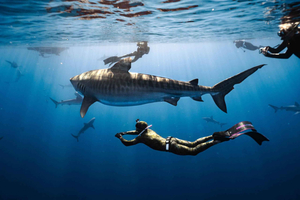Oahu: Cageless Shark Dive Adventure
