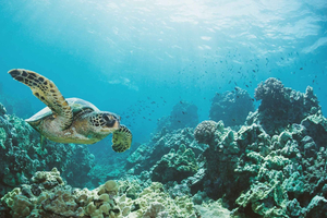 Oahu Excursión de snorkel en barco por el Cañón de la Tortuga