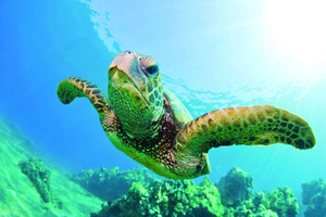 Oahu: Waikiki Turtle Snorkel Sail