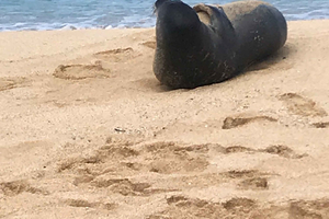 オアフ島：ワイメア滝と渓谷とノースショアの日