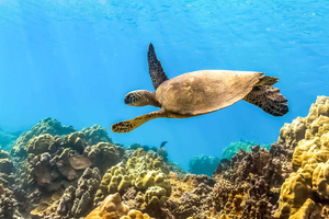South Maui: Tour ecologico di Molokini e Turtle Town