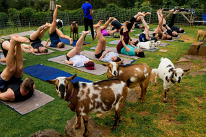 Yoga delle capre al tramonto con musica dal vivo