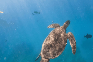 Waikiki: Snorklausparatiisi Honulla