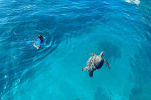 Waikiki : sortie en bateau et snorkeling avec tortues (6 personnes max)