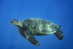 Waikiki Turtle Canyon Snorkeling with Kayak & Paddle Board