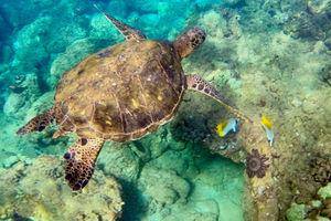 Wailea Beach: Snorklaus opastetulla kierroksella uimataidottomille
