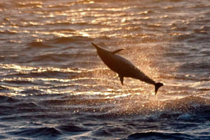 West O‘ahu: Sunset Wildlife Safari with Biologist Guides