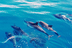 Oeste de O'ahu Crucero en catamarán para nadar con delfines