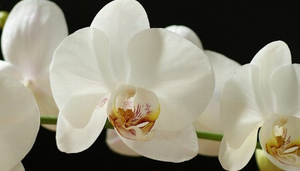 A White Orchid Wedding