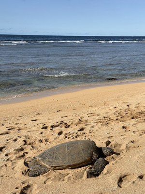 Alii Beach Park