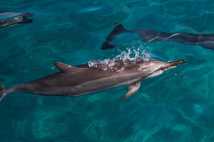 Oahu: Dolphin Watching & Turtle Snorkeling with Waterslide: Dolphin Watching & Turtle Snorkeling with Waterslide