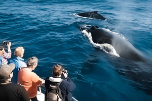 Kalaoa: Tour di mezzogiorno di Big Island e Kona per l'osservazione delle balene