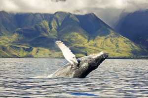 Oahu : Croisière observation des baleines sur la côte ouest, respectueuse de l'environnement