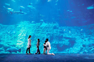 Hong Kong Elite Night Tour: Cruise, Aquarium Dinner, Peak