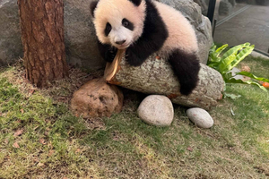 Hong Kong: biglietto d'ingresso all'Ocean Park con visita ai panda e trasferimento