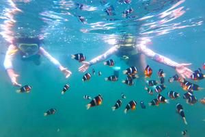 Hong Kong Sai Kung : sortie de snorkeling NEMO avec les poissons-clowns
