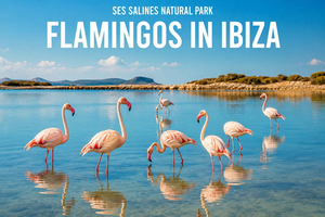 wędrówka z flamingami i zachód słońca w Ses Salines