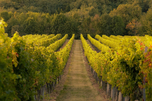 Premium Ibiza Vineyard Wine Tasting + Hotel Pickup