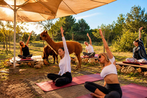 yoga tussen alpaca's in de buurt van San Carlos