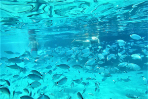 Snorkeling and SUP Paddle, Beach and Cave Tour