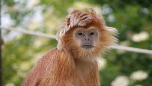 Monkeying Around - It's a Hoot!