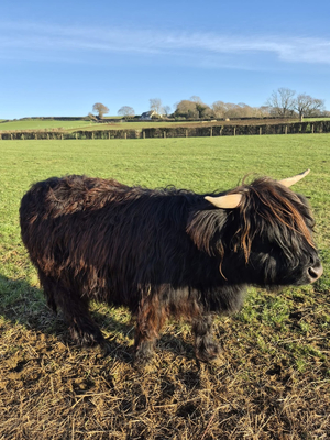 Isle of Wight Rare Breeds