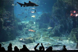 Aquarium Entry Ticket with Group Hotel Transfer
