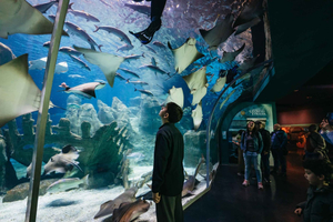 Estambul: ticket de entrada al acuario