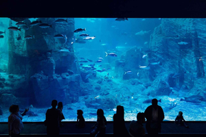 Estambul: ticket de entrada al acuario con autobús lanzadera desde Sultanahmet