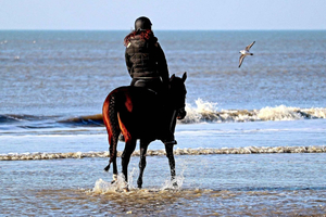 Estambul: paseo a caballo panorámico junto al mar Negro
