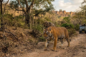 From Delhi: 6-Day's Golden Triangle Tour with Ranthambore