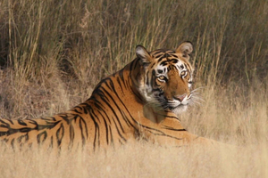 Jaipur/Agra To/From Ranthambore One Way Private Transfer