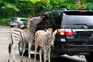 From Jakarta - Safari Park, Botanical w/ Lunch & Transfer