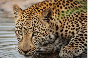 2-dagers Pilanesberg Big 5-safari med transport