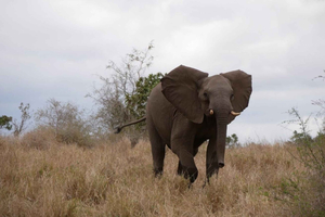 2 dages luksussafari i Pilanesberg nationalpark