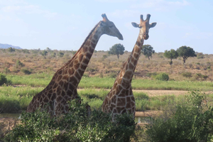 Safari di 4 giorni nel Kruger Park e Panorama Route