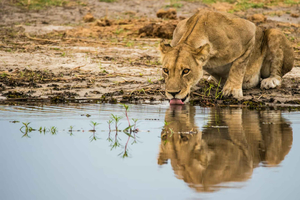 4-Day Kruger Safari & Panorama Route Tour
